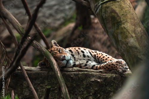 Jaguar  Panthera onca 