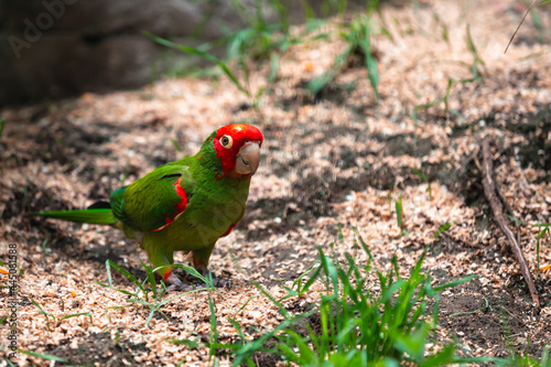 Red-masked parakeet (Psittacara erythrogenys)