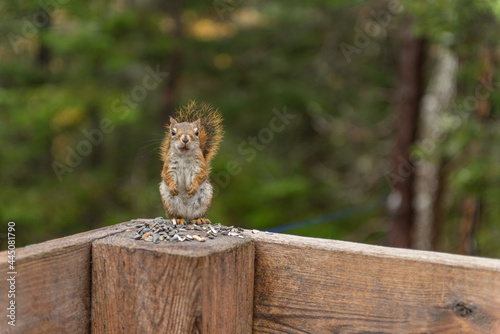 Stare Down with a Feisty Red Squirrel  photo