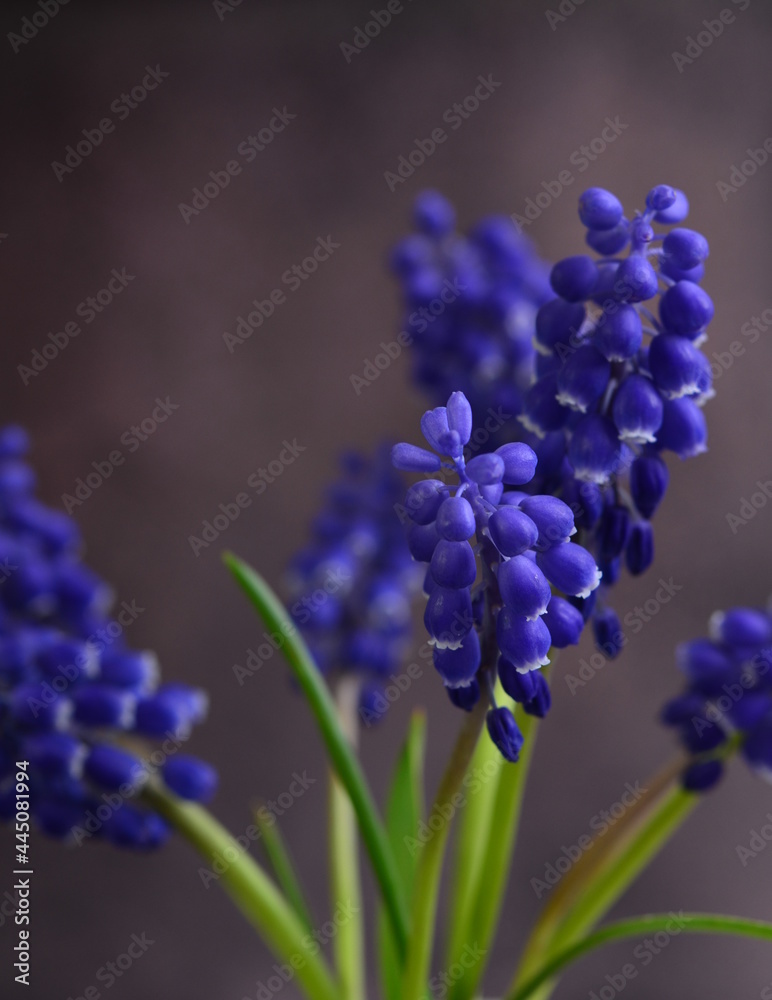 Bouquet of mascari flowers. Blue inflorescences on green stems.