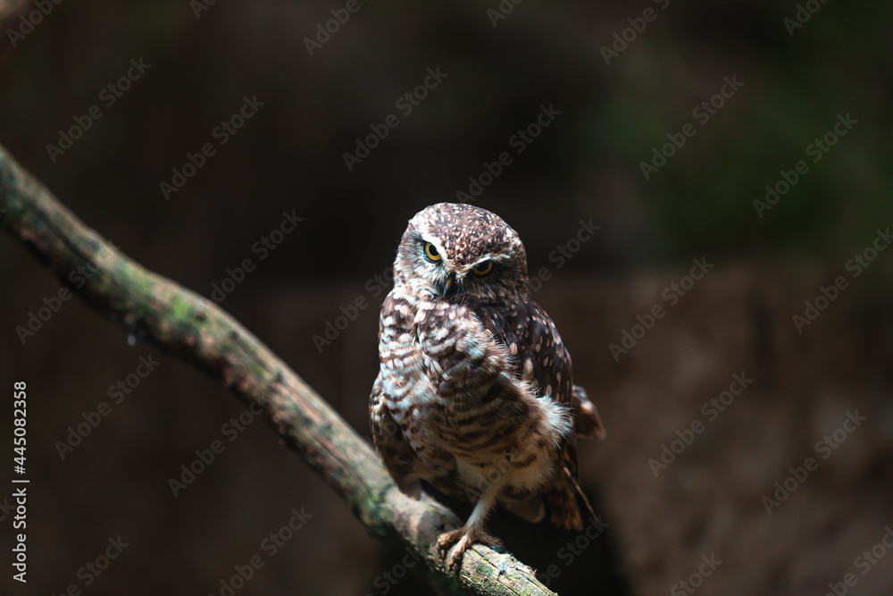 Fototapeta premium Burrowing owl (Athene cunicularia)