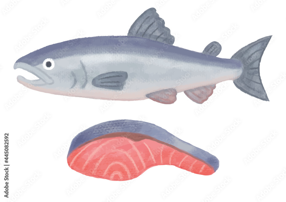 鮭 色鉛筆 手描きイラスト Stock Vector Adobe Stock