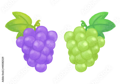 ぶどう　色鉛筆　手描きイラスト