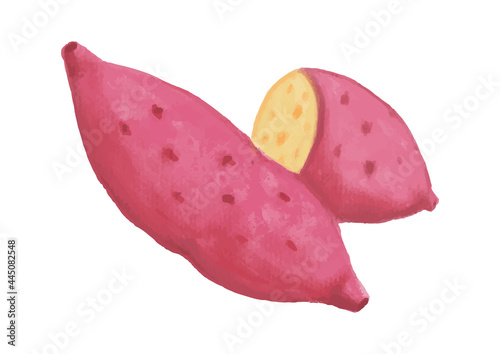 サツマイモ　色鉛筆　手描きイラスト