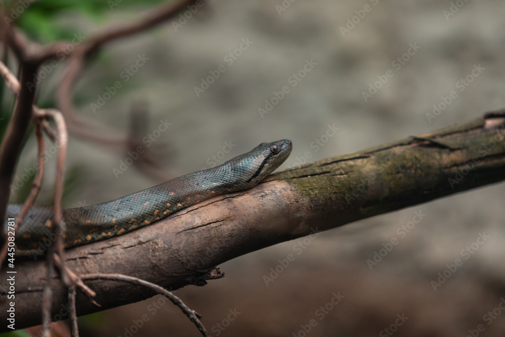 Giant anaconda (Eunectes murinus) Giant anaconda (Eunectes murinus)