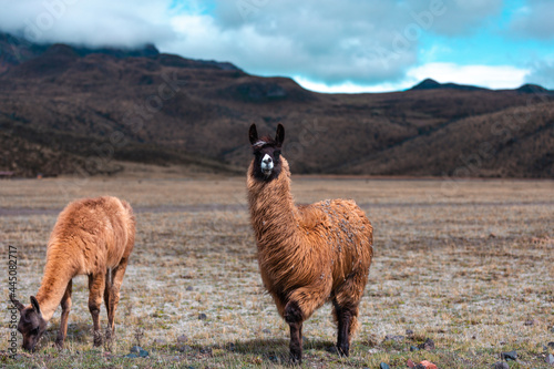 Cotopaxi National Park, Ecuador. llama in the mountains