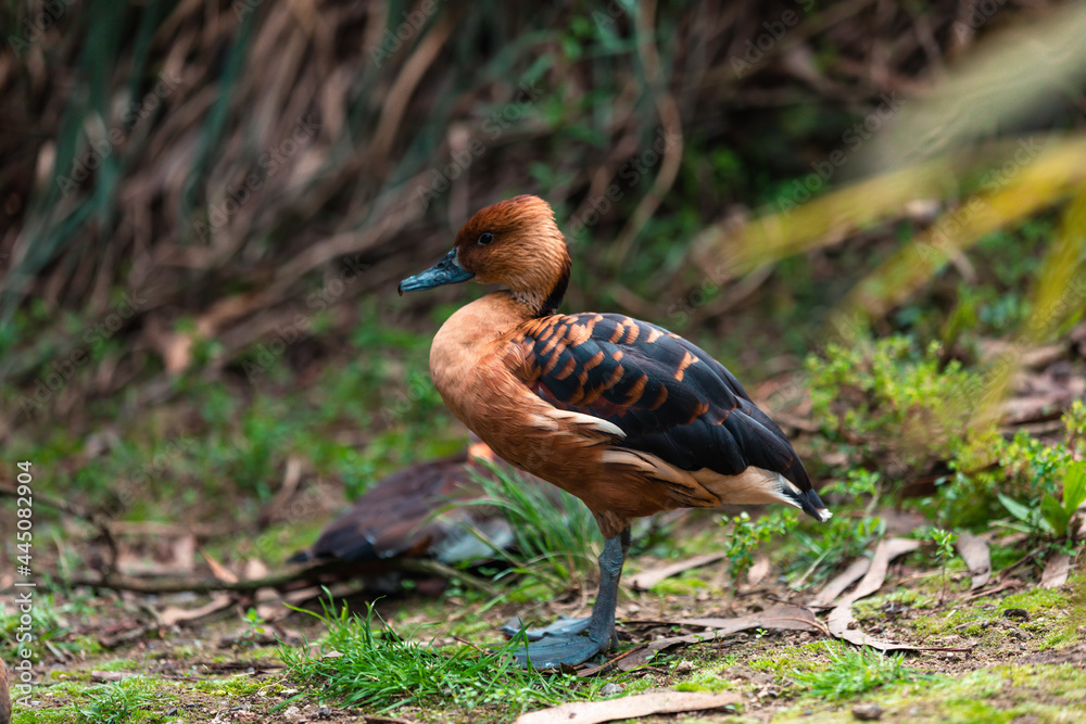 Fulvous whistling duck (Dendrocygna bicolor) Fulvous whistling duck (Dendrocygna bicolor)