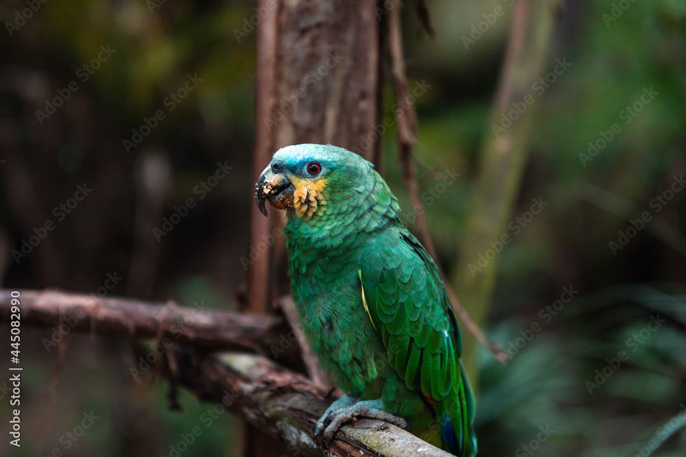 Orange-winged amazon (Amazona amazónica) Orange-winged amazon (Amazona amazónica)