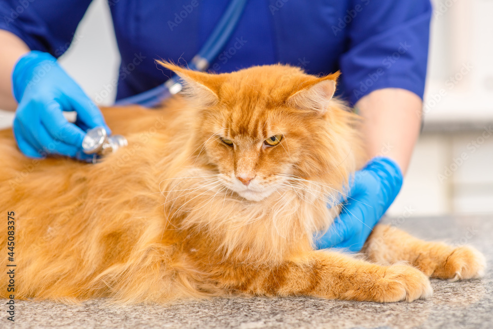 A big red cat looks sternly at the camera during an examination in a veterinary clinic
