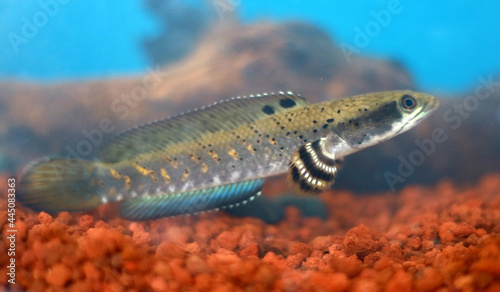 Snakeheads fish or channa in the aquarium. photo