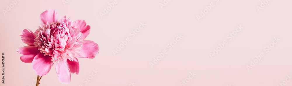 Blooming pink peony flowers on a pastel pink background. Copy Space 