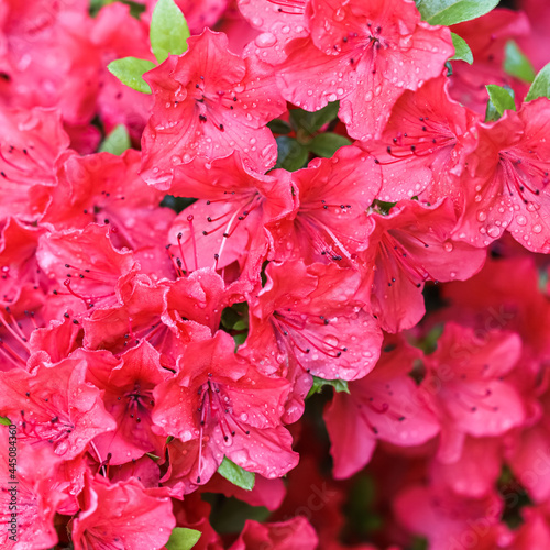 Blooming red azalea flowers with dew drops in spring garden. Gardening concept. Floral background