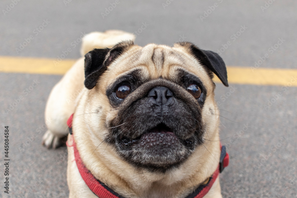 Close-up portrait of a pug dog on the street.
