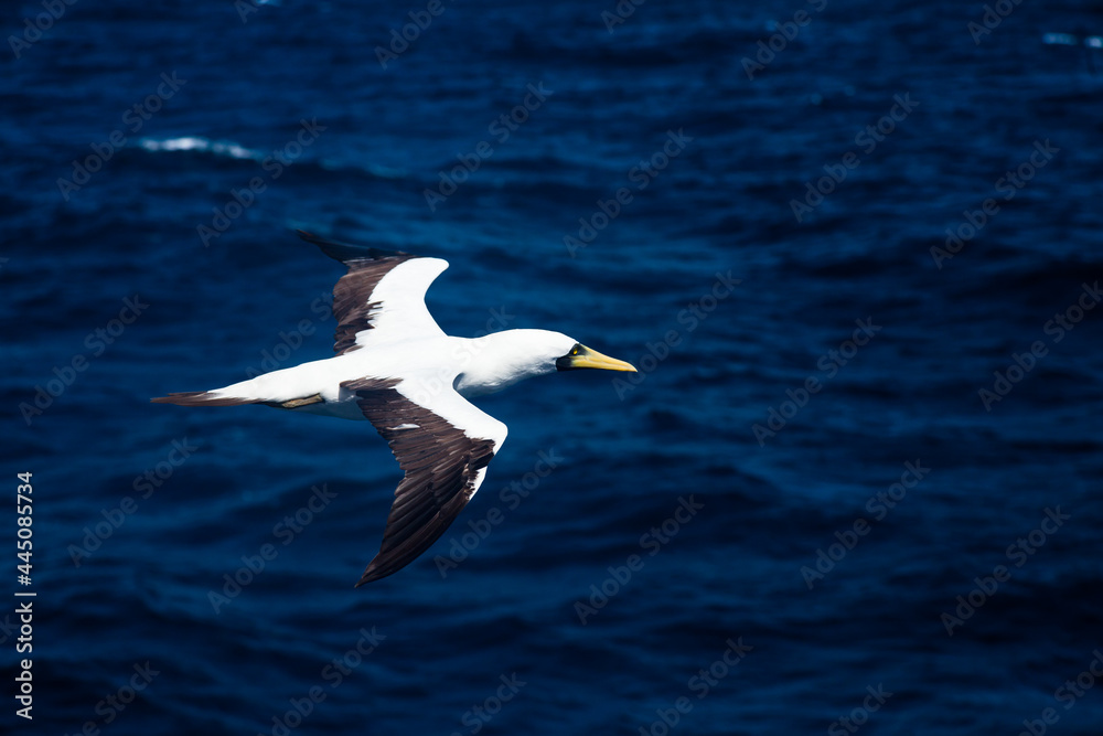 Nazca Booby (Sula granti) flies beautifully against the backdrop of the ocean. Nazca Booby (Sula granti) flies beautifully against the backdrop of the ocean.