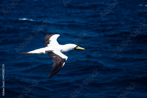 Nazca Booby (Sula granti) flies beautifully against the backdrop of the ocean. © Сергей Жмурчак