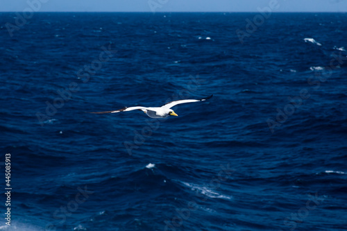 Nazca Booby (Sula granti) flies beautifully against the backdrop of the ocean. © Сергей Жмурчак