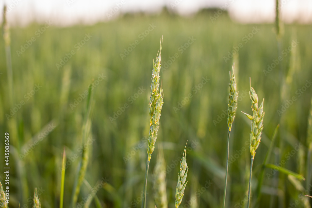 Close-up of green ears of wheat or rye at sunset in a field. World global food with sunset in farm land autumn scene background. Happy Agricultural countryside. Close-up of green ears of wheat or rye at sunset in a field. World global food with sunset in farm land autumn scene background. Happy Agricultural countryside.