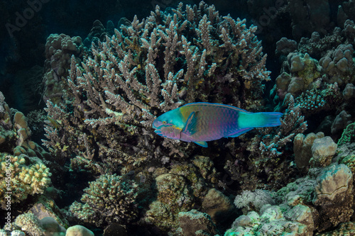 Fototapeta Naklejka Na Ścianę i Meble -  Underwater Red Sea seascape. Coral reef near Makadi Bay, Egypt