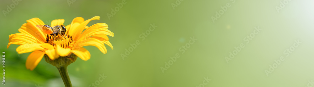 Bee and flower. Close up of a large striped bee collecting pollen on a yellow flower on a Sunny bright day. Summer and spring backgrounds. Banner Bee and flower. Close up of a large striped bee collecting pollen on a yellow flower on a Sunny bright day. Summer and spring backgrounds. Banner