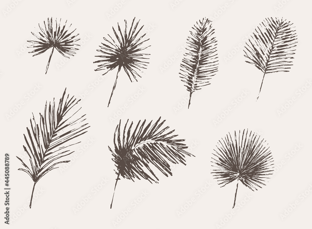 Set drawn palm leaves sketch Tropical vector Set drawn palm leaves sketch Tropical vector
