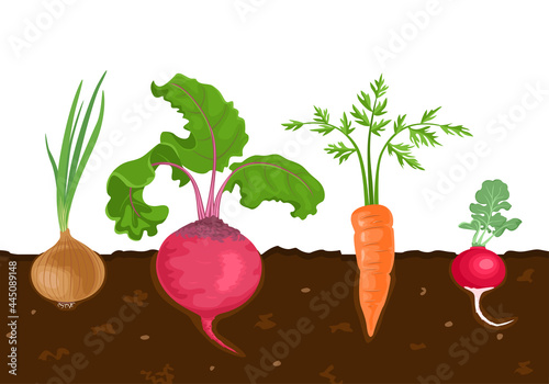 Root vegetables in garden soil isolated on white background. Vector illustration of beets, carrots, radishes and onions. Cartoon flat style. Agriculture concept.