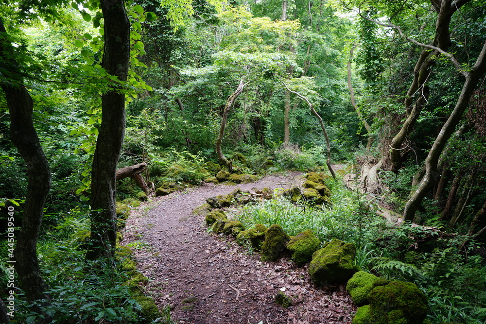 Fototapeta premium a refreshing spring forest with a path