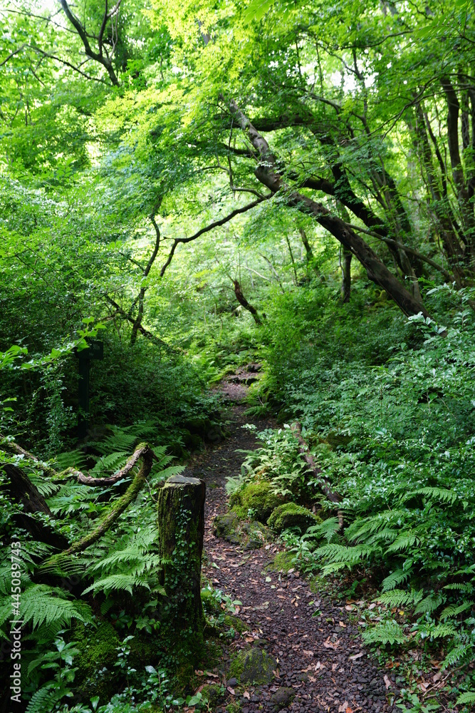 Obraz premium a fine pathway through a spring forest