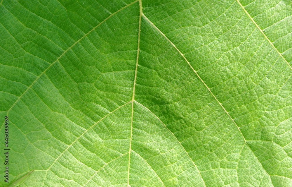close-up of teak green leaf background texture (butea monosperma) close-up of teak green leaf background texture (butea monosperma)