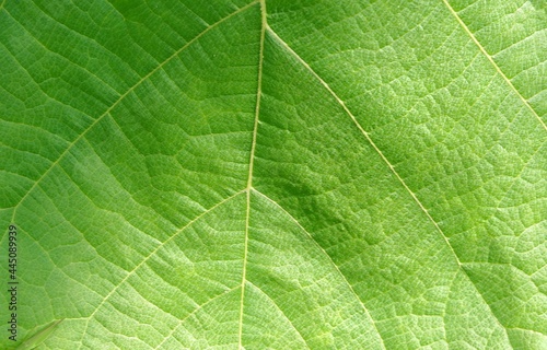 close-up of teak green leaf background texture (butea monosperma)