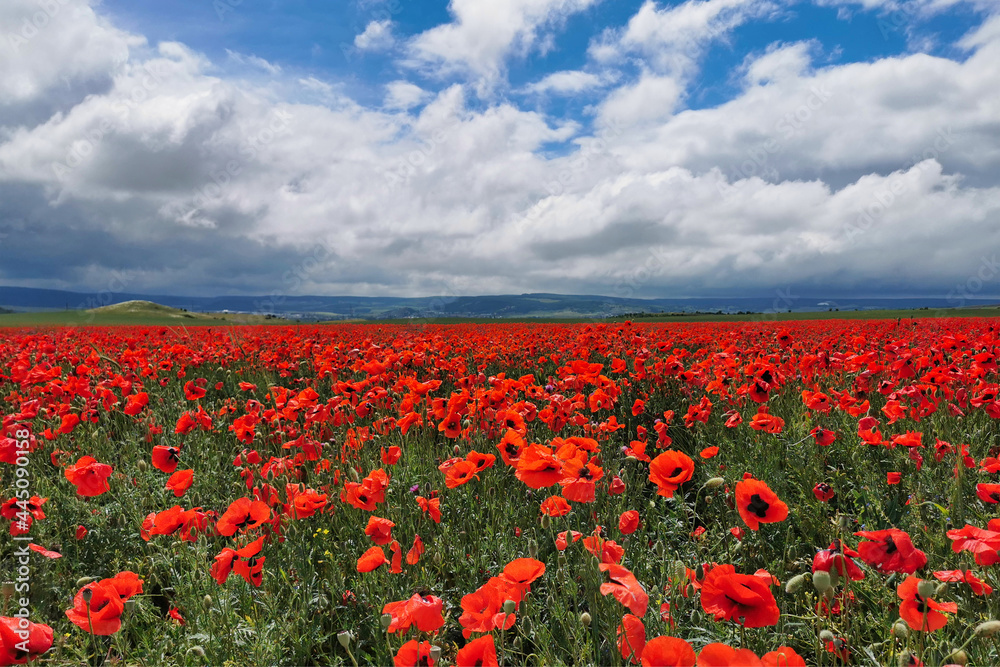 Obraz premium Red poppy field near Bakhchysarai