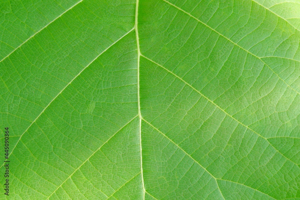 close-up of teak green leaf background texture (butea monosperma) close-up of teak green leaf background texture (butea monosperma)