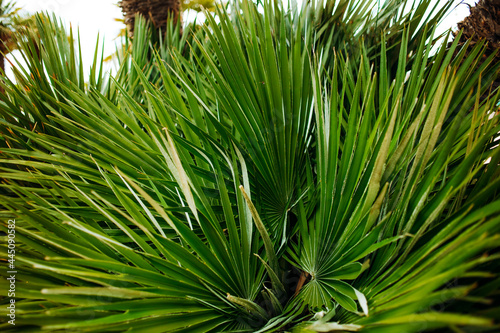 Palm trees near Sveti Stefan island  Montenegro