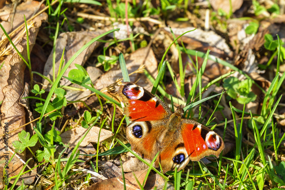 Close up of a beautiful Peacock butterfly in the grass Close up of a beautiful Peacock butterfly in the grass