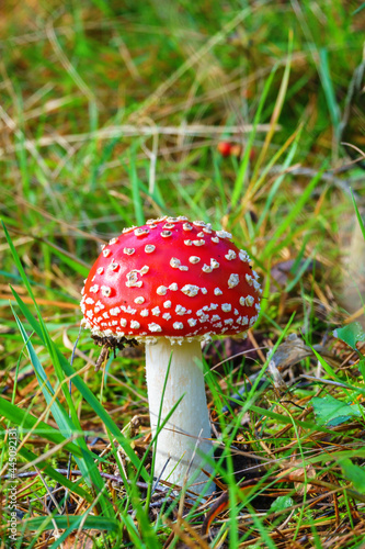 Beautiful red and white Fly agaric © Lars Johansson