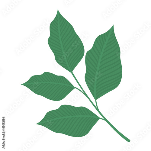 lanceolate leaves design