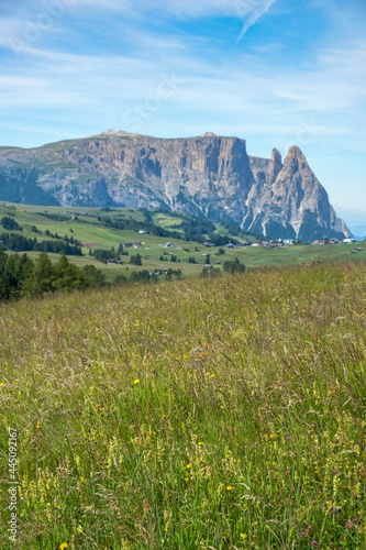 Idyllic grass meadow landscape in the alps with mountains in background
