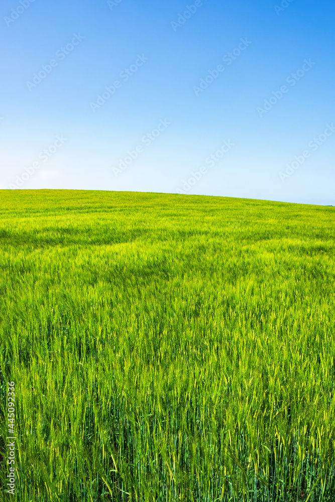 Green field against a blue sky on the horizon