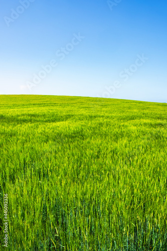 Green field against a blue sky on the horizon