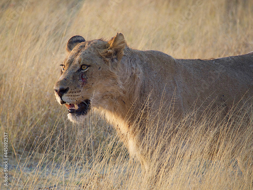 Fototapeta Naklejka Na Ścianę i Meble -  Lioness on the prowl