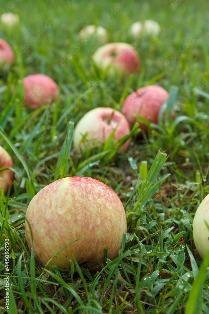 Red apples on green grass in the orchard Red apples on green grass in the orchard
