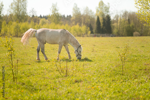 White horse walks and eats grass in a field in the village