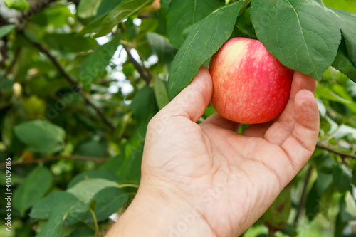 Gardener's hand picking apple. Hand reaches for the apples on the tree
