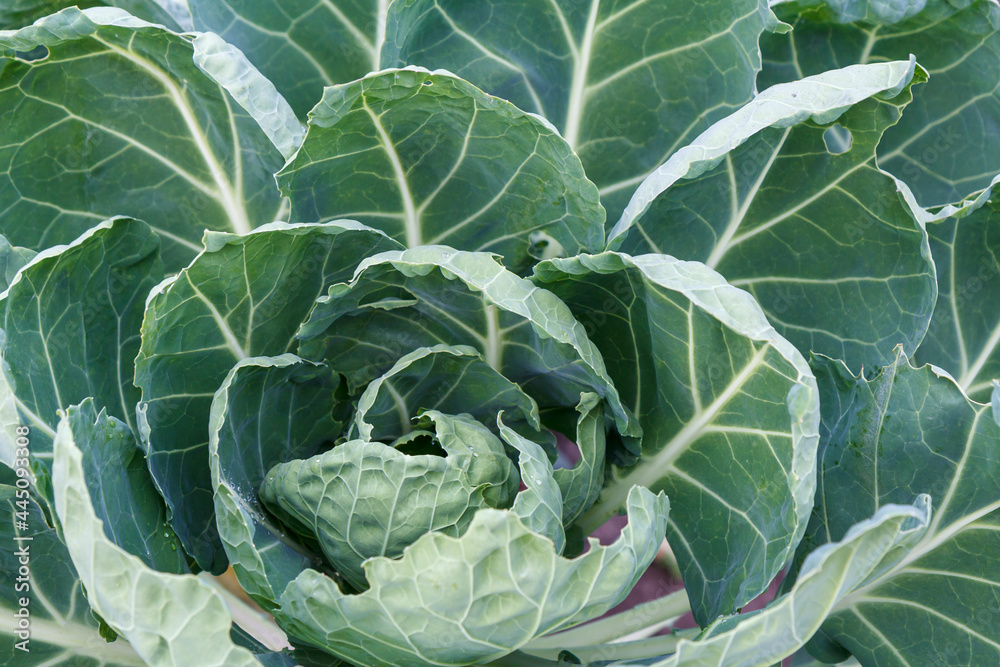 Fresh organic cabbage with leaves. Natural and safety food Fresh organic cabbage with leaves. Natural and safety food
