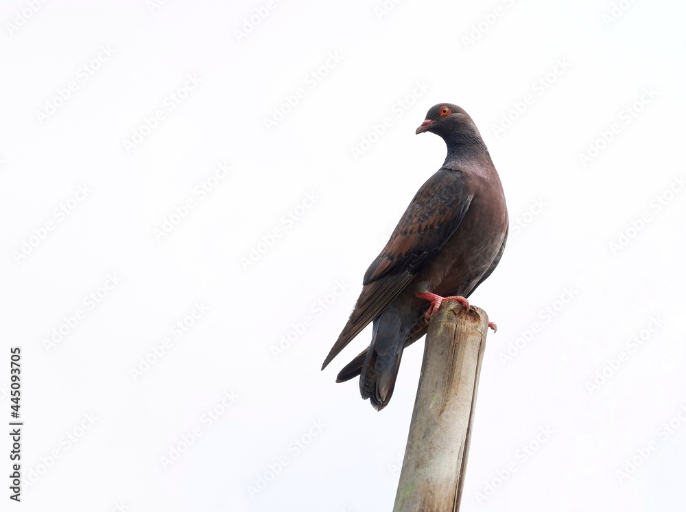 Fototapeta premium Pigeon perching on wood isolated on white background