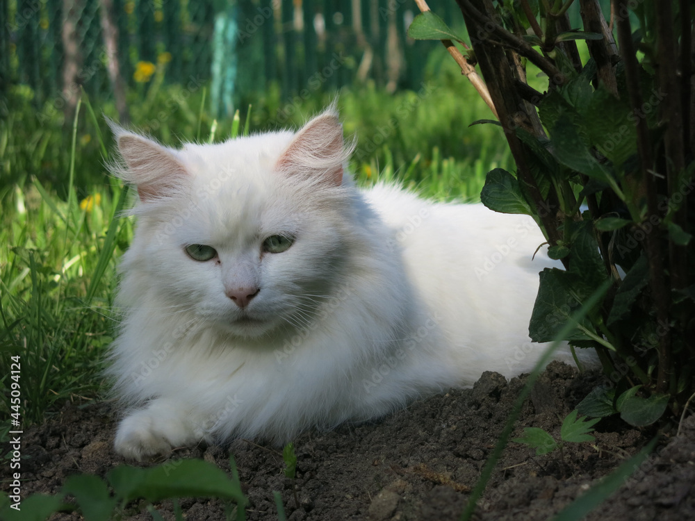 white fluffy Siberian cat rests in the summer on the ground under a bush in the garden