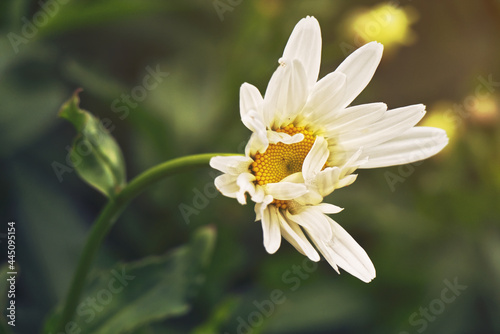 Fototapeta Naklejka Na Ścianę i Meble -  Closeup shot of beautiful delicate white flower in the garden 