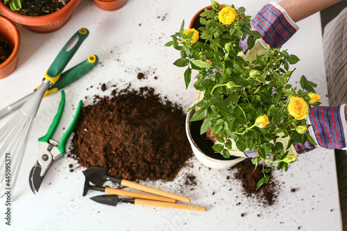 Woman repotting rose at home photo