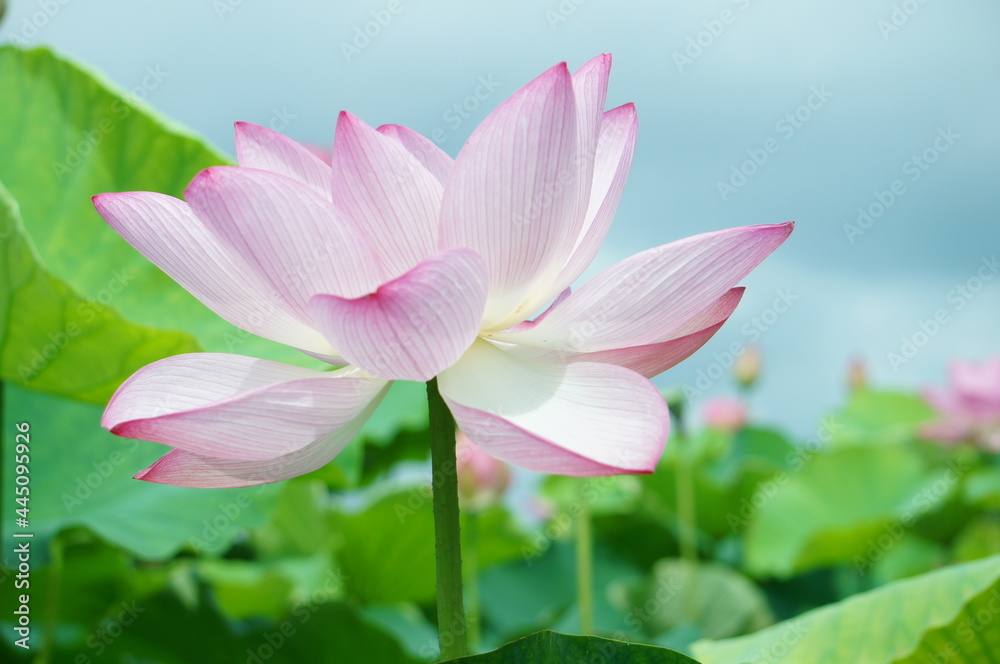 花 はす 蓮 ハス 花びら 花 はす 蓮 ハス 花びら