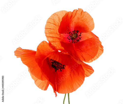 Beautiful red poppy flowers...