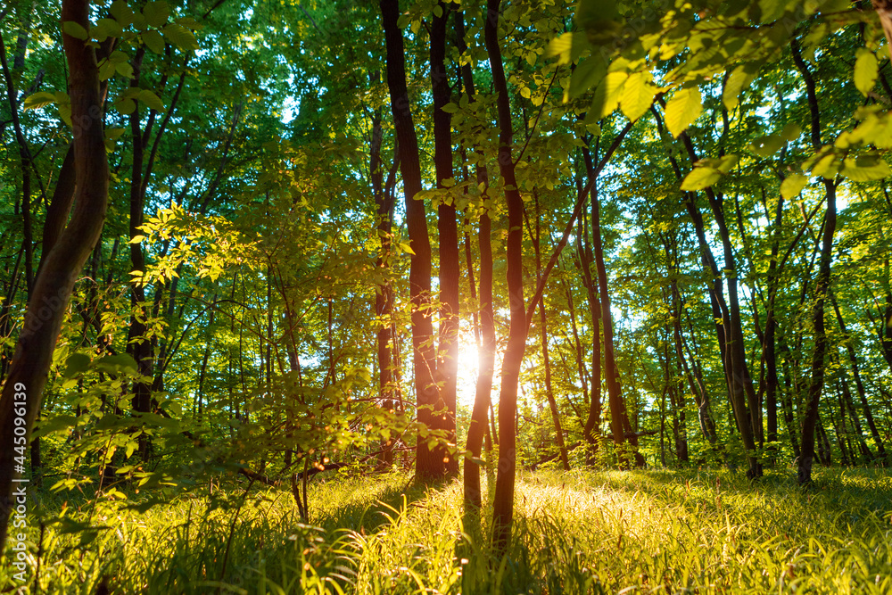 Obraz premium forest trees. nature green wood sunlight backgrounds.
